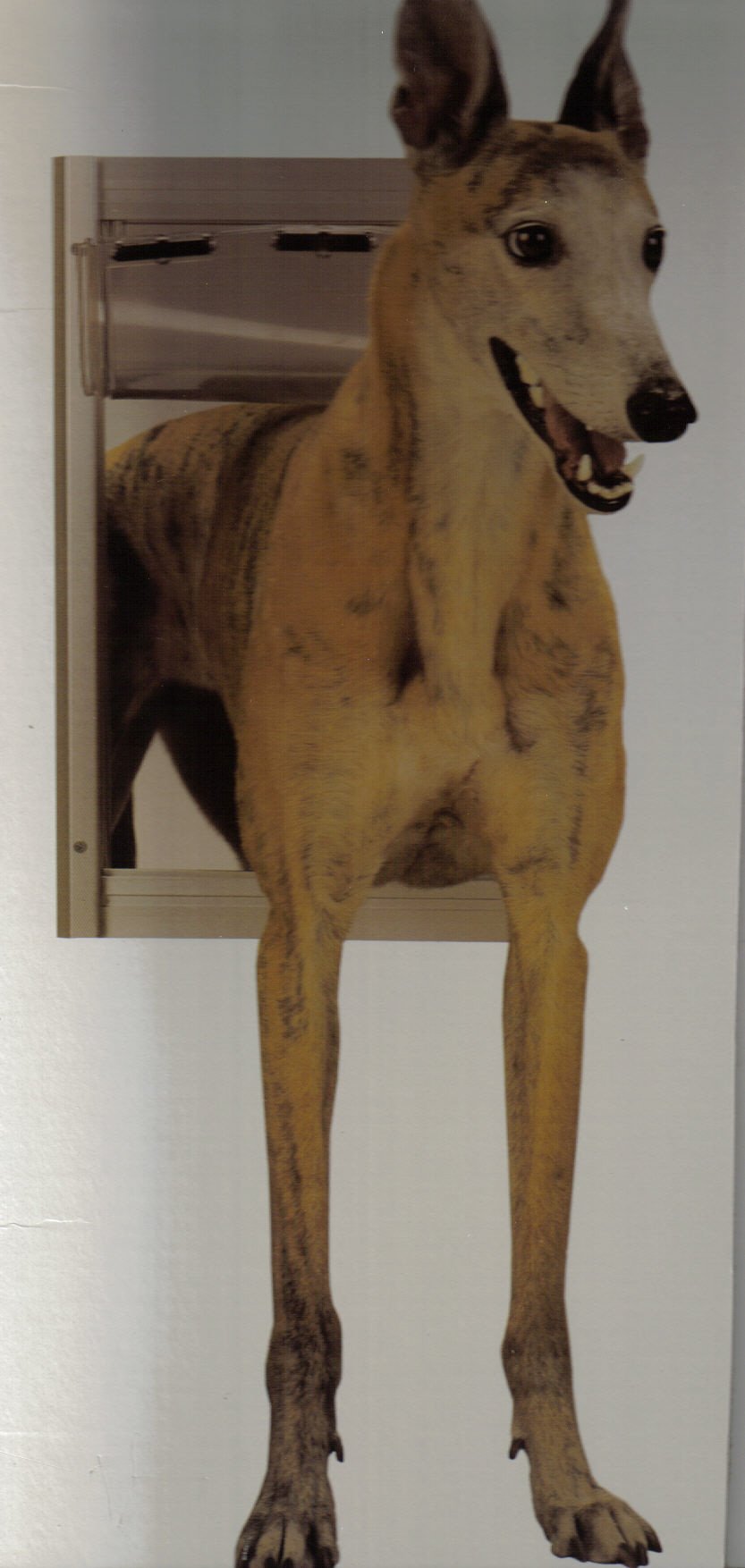 Fliege Für Hunde & Katzen - Verstellbar, Schwarz, Größe 11x5 Cm (Halsumfang 24-40 Cm)