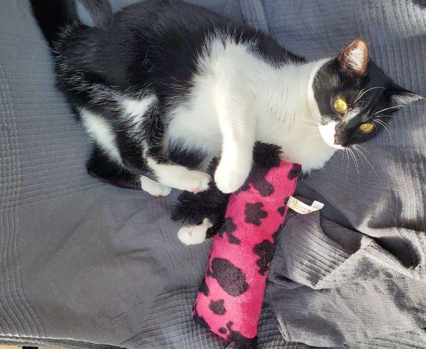 Cat's mental stimulation