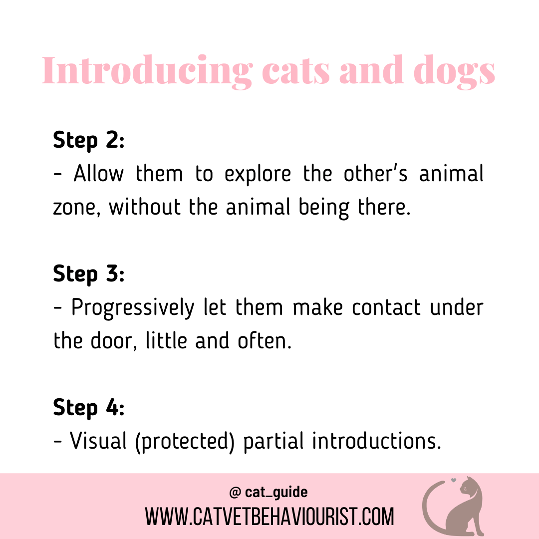 A Complete Guide To Introducing A Cat To Your Dog – SYJAYD