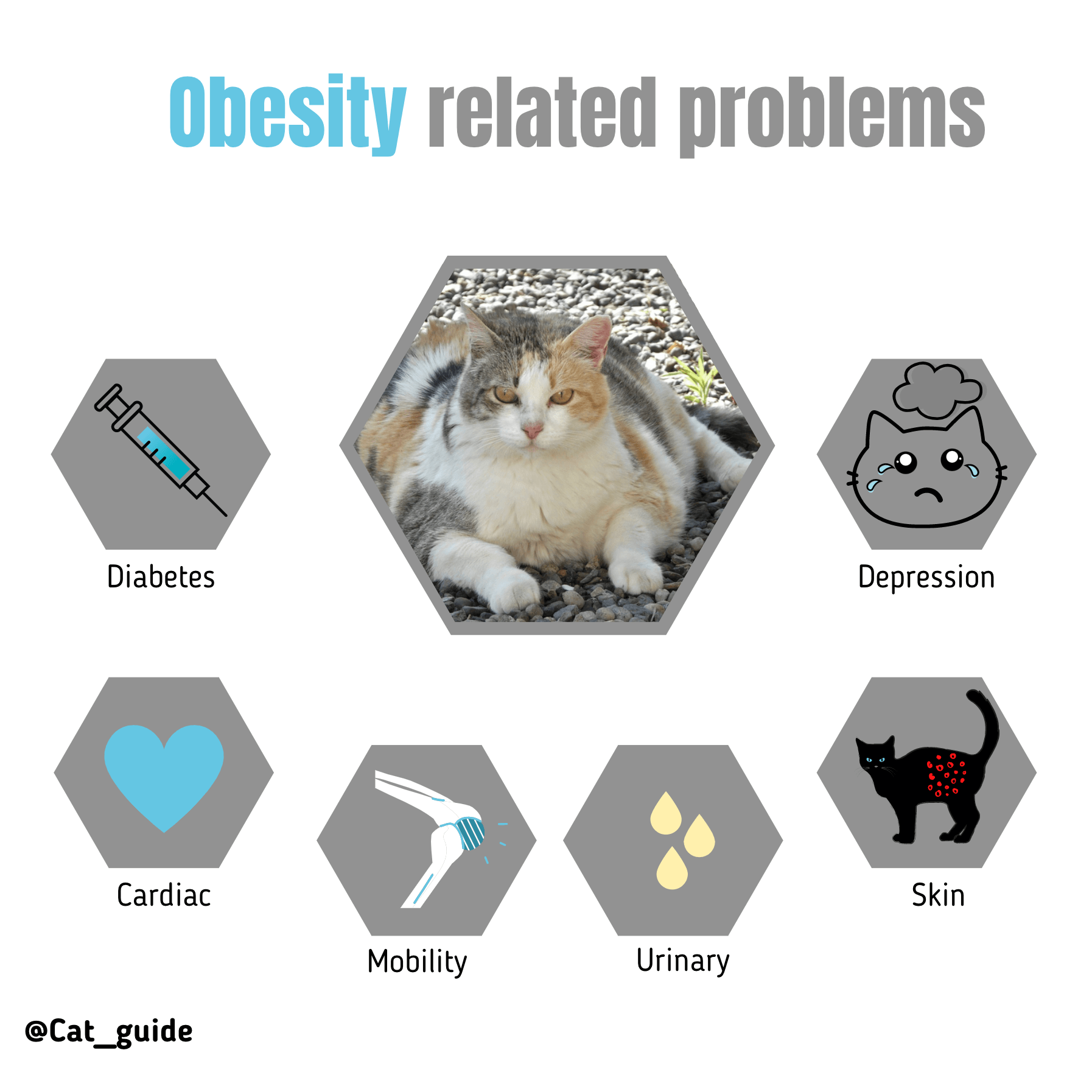 Obesity in cats