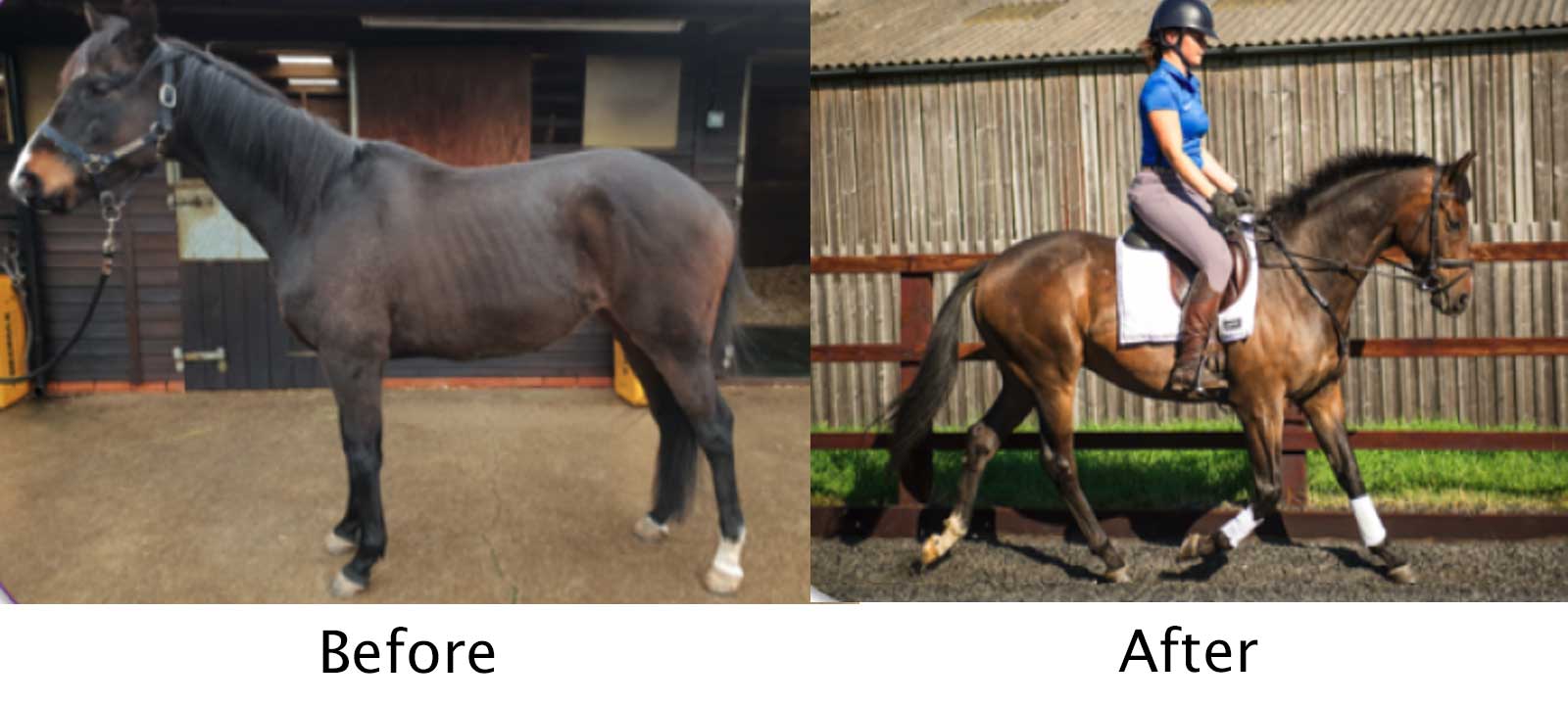 Moorcroft Equine Rehabilitation Centre How We Can Help