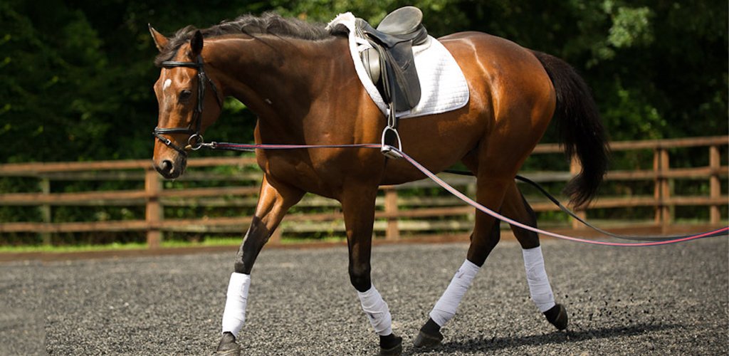 Moorcroft Equine Rehabilitation Centre Long Reining