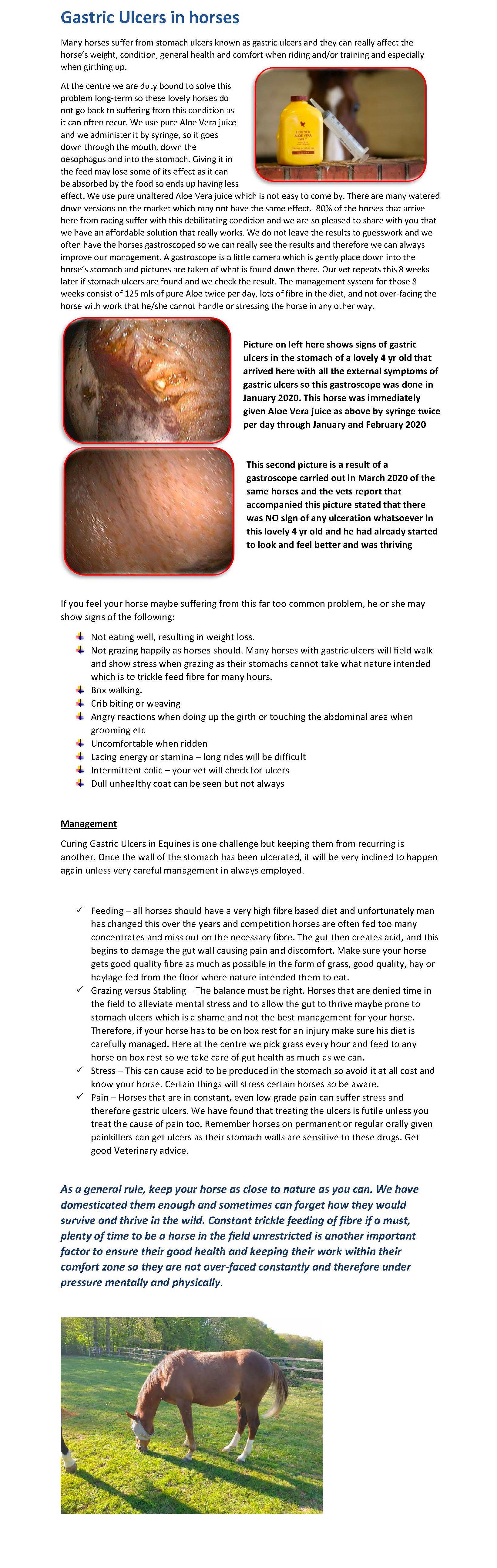 Equine Stomach Ulcers Moorcroft Equine Rehabilitation Centre