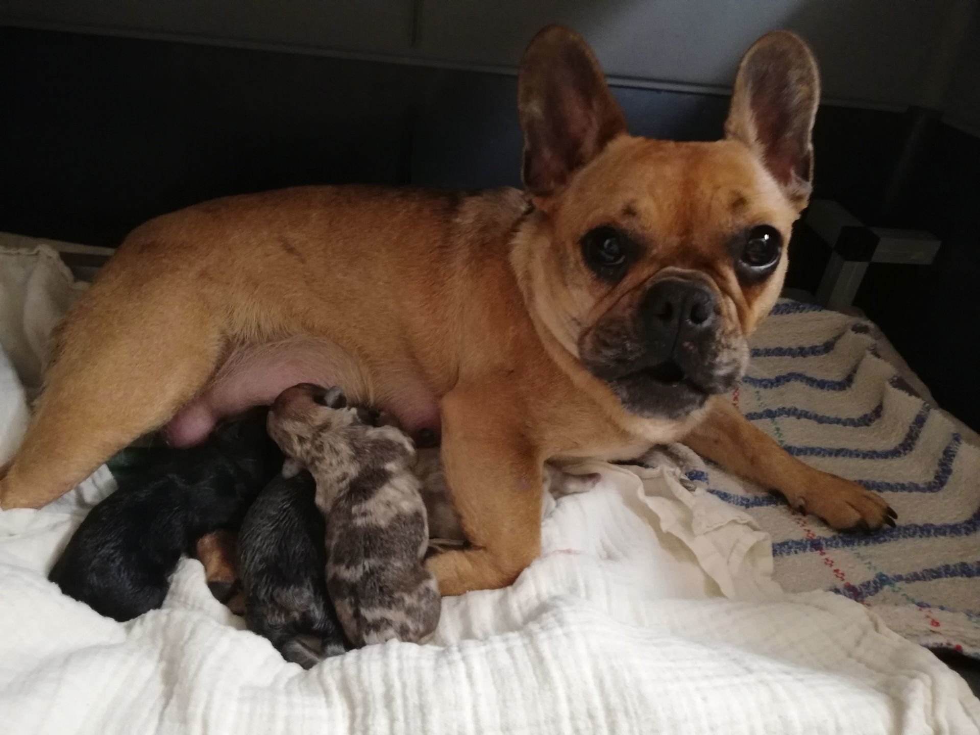 franz-sische-bulldogge-welpen-hunderassen-zucht-mittelhof