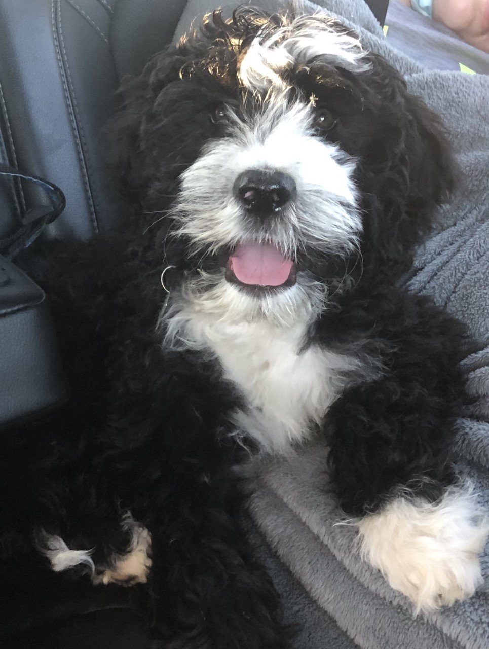 Alberta Breeder of Portuguese Water Dogs H2O PORTUGUESE WATER DOGS EDMONTON ALBERTA CANADAH2O