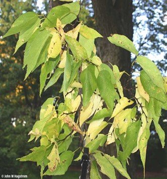 The Hackberry Tree