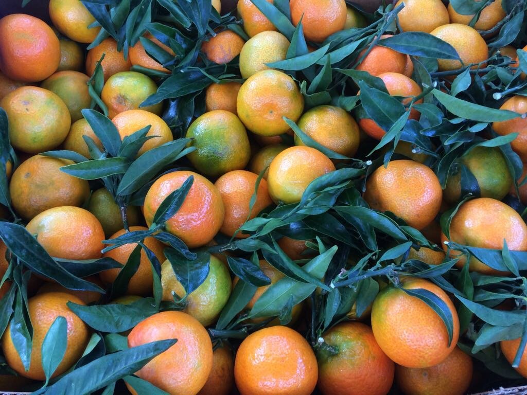 Iberica Fruit, Easy Fresh Produce Spain