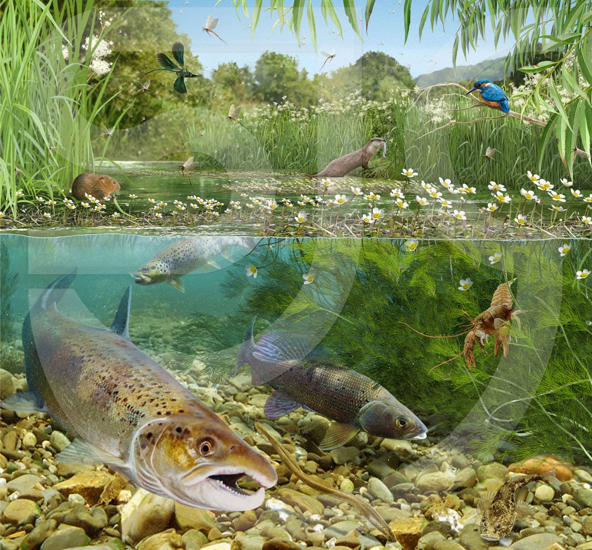 Environment • Habitats • Outdoor Survival SJC Illustration Gallery