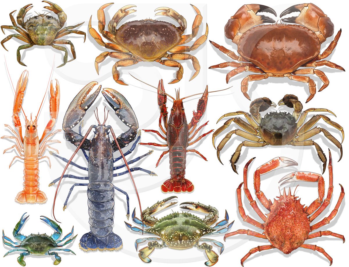 Aquatic Wildlife | Stuart Jackson-Carter Illustration Gallery