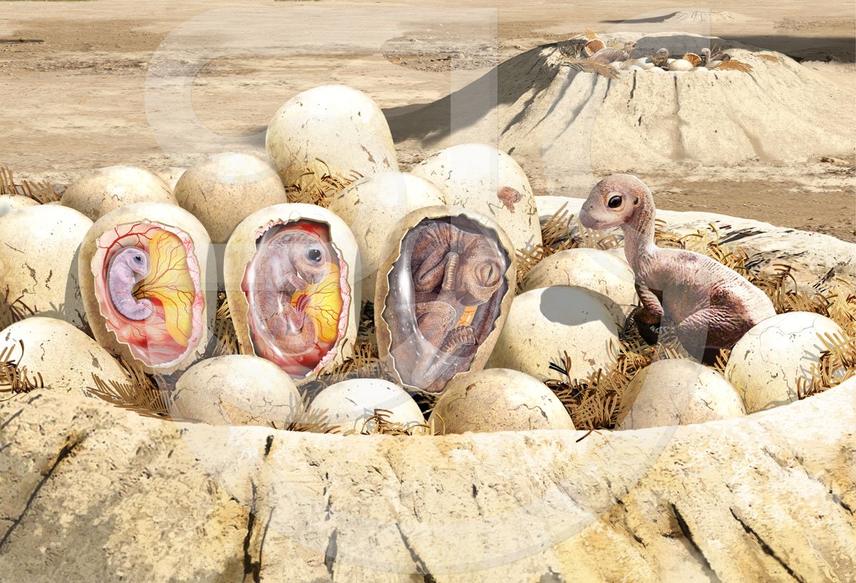 Prehistoric • Dinosaurs • Evolution SJC Illustration Gallery