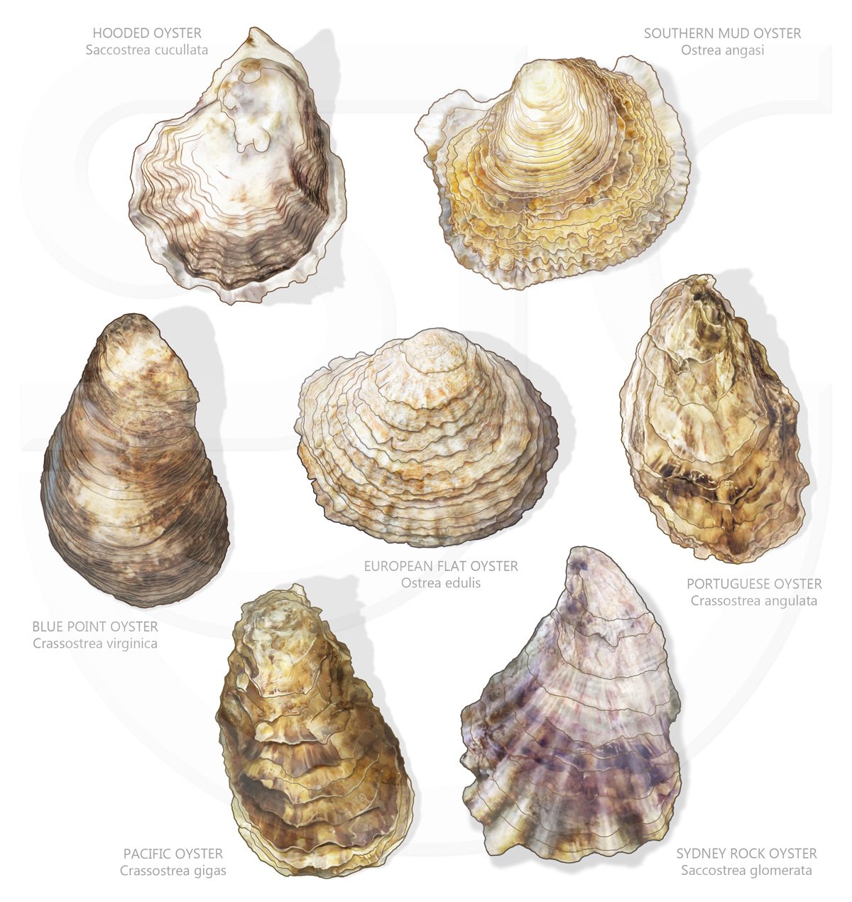 Aquatic Wildlife Stuart JacksonCarter Illustration Gallery