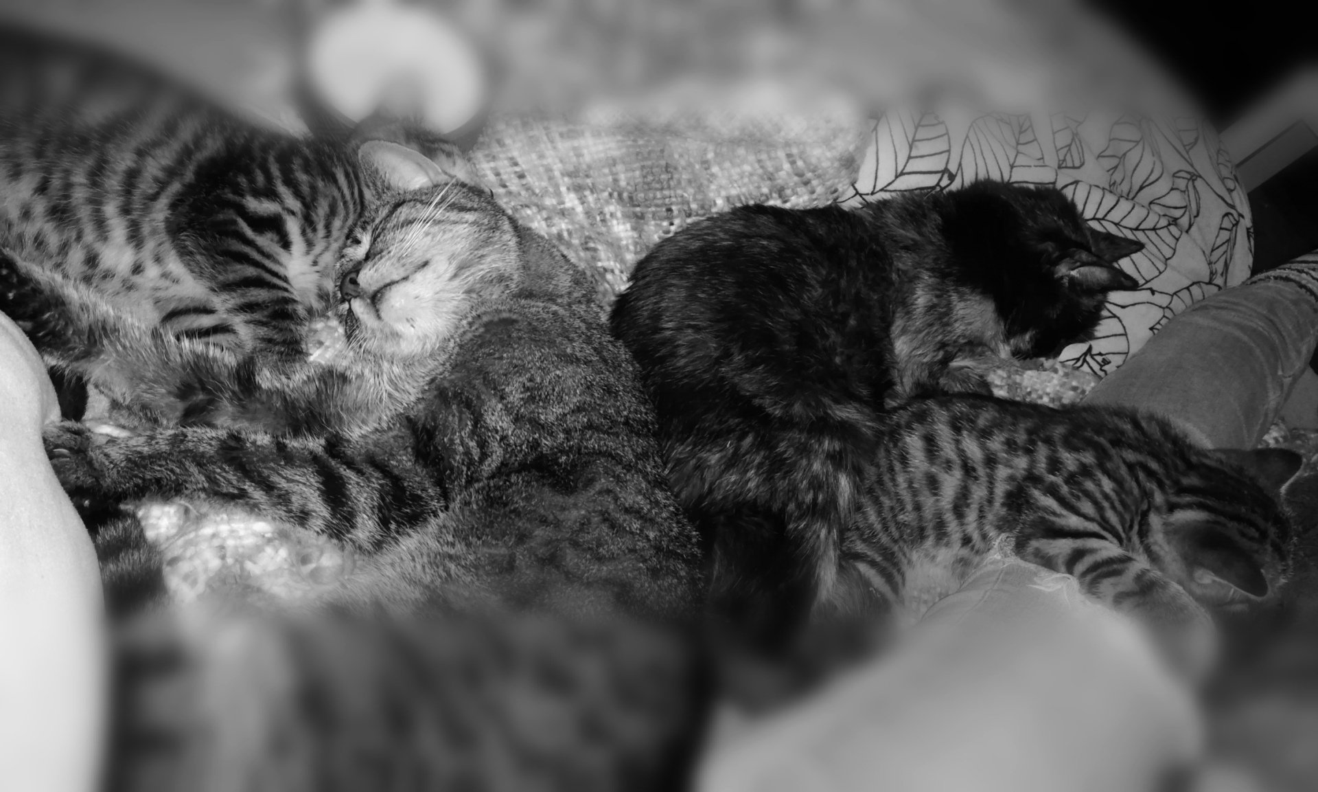 Neue katze kennenlernen