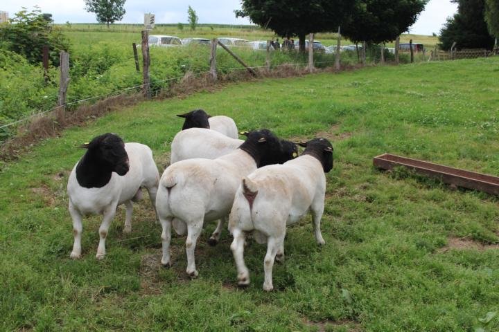 Dorperschafe Deutschland, Dorperschaf Rassebeschreibung