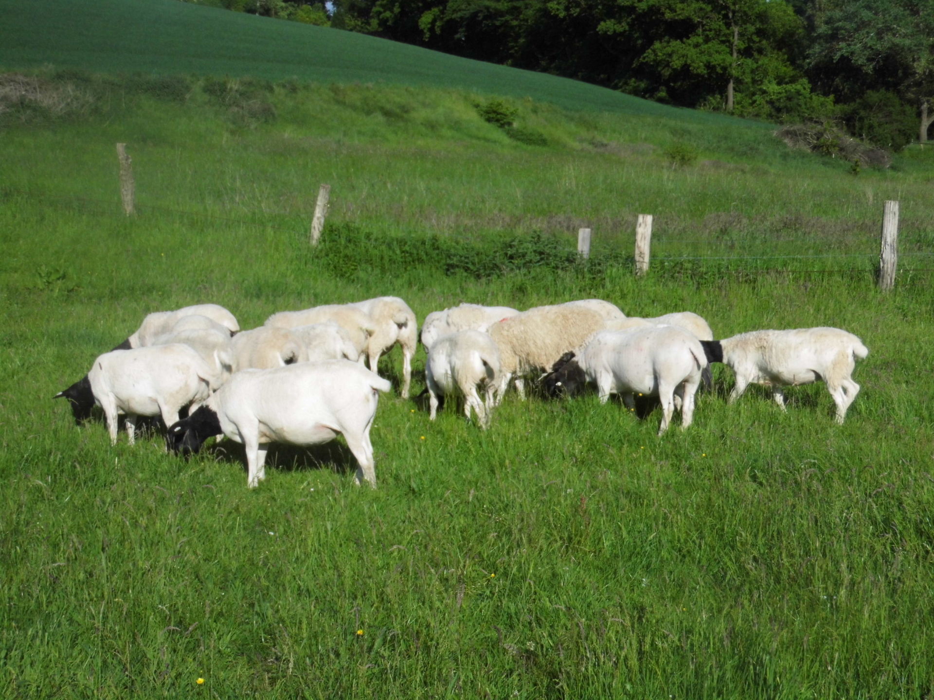 Dorperschafe Deutschland e.V., Verein für Dorperschafe