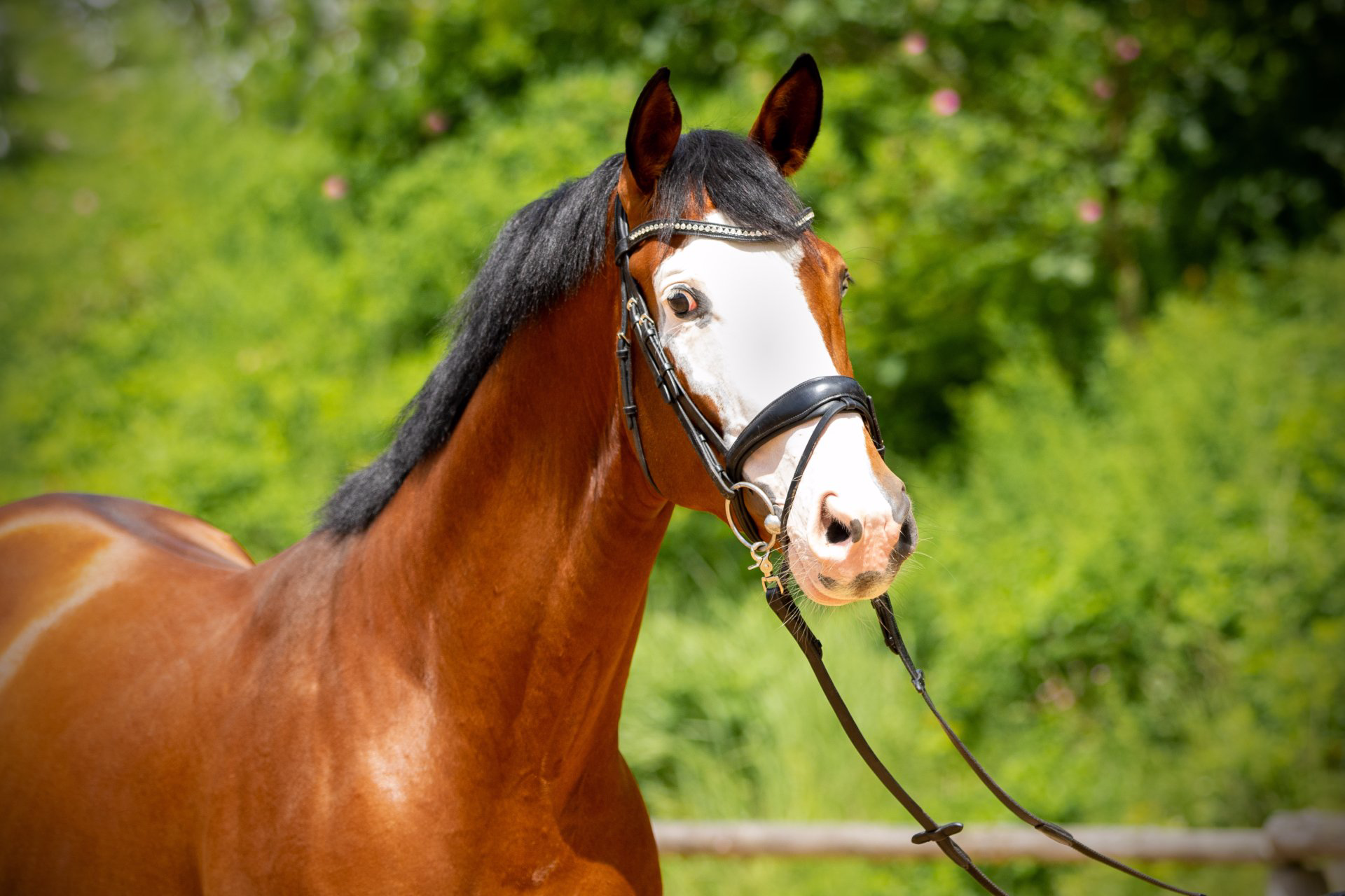 Trakehnerhengst Tecumseh