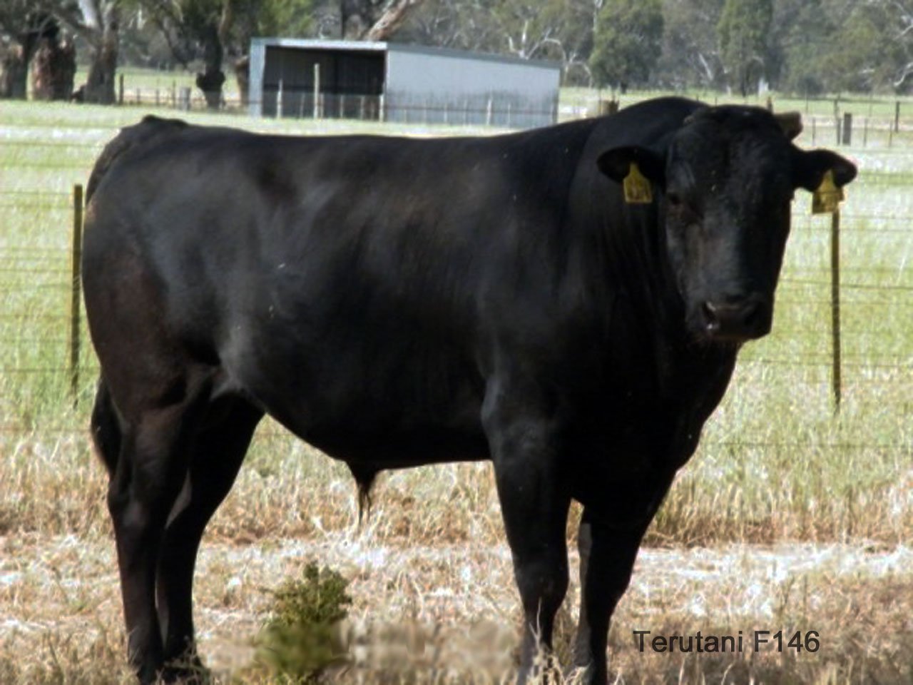 WagyuSperma Bulle Terutani in JapanQualität