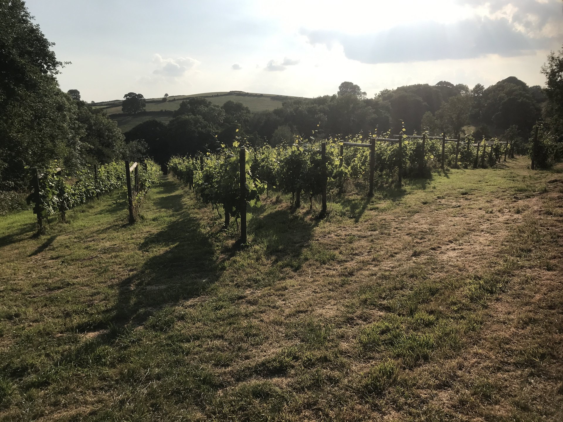 Amber Valley Vineyards, Peak District, Derbyshire