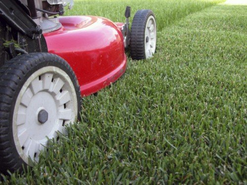 local lawn mowing service