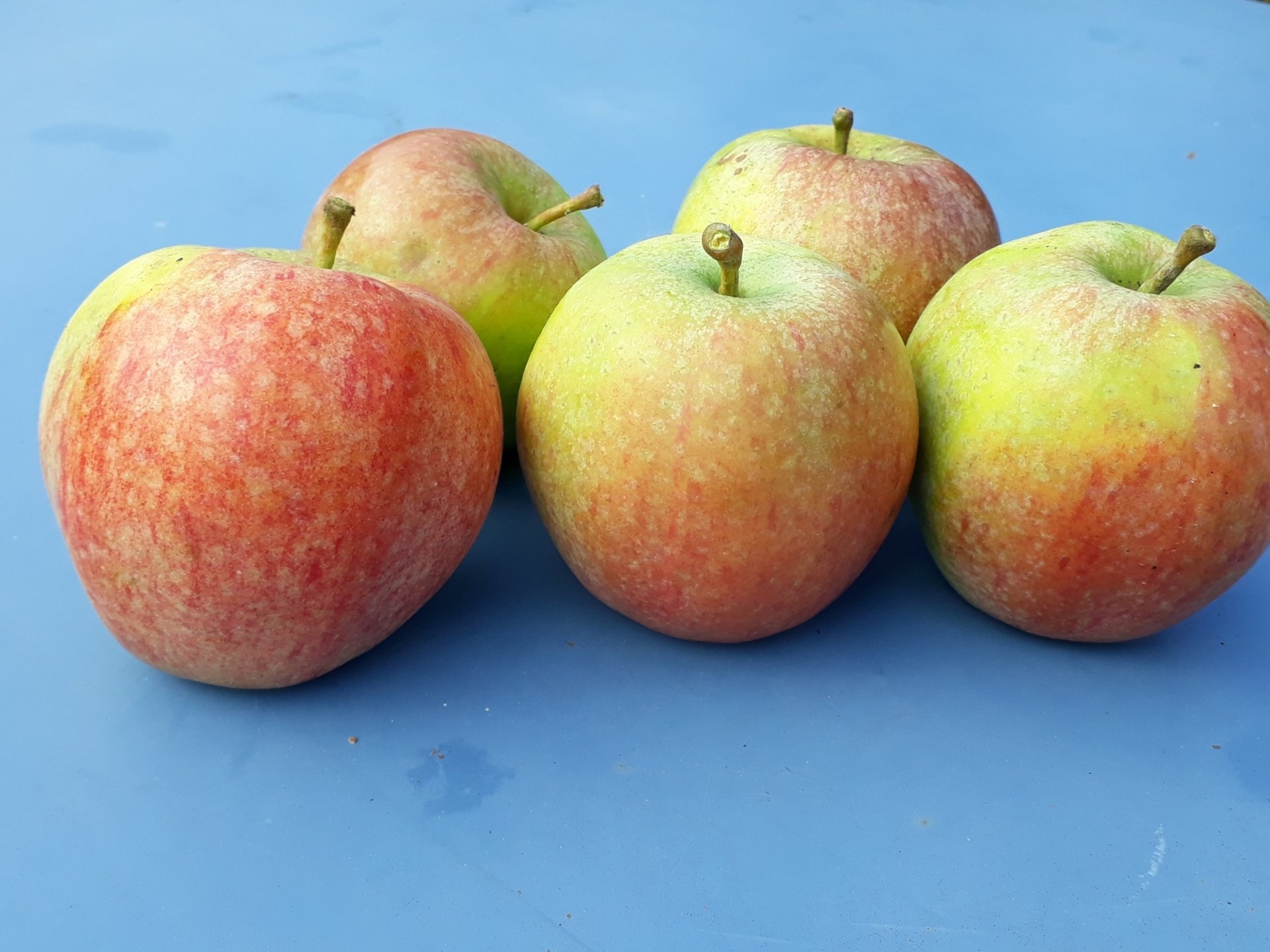 site de l'association Lestrem Nature