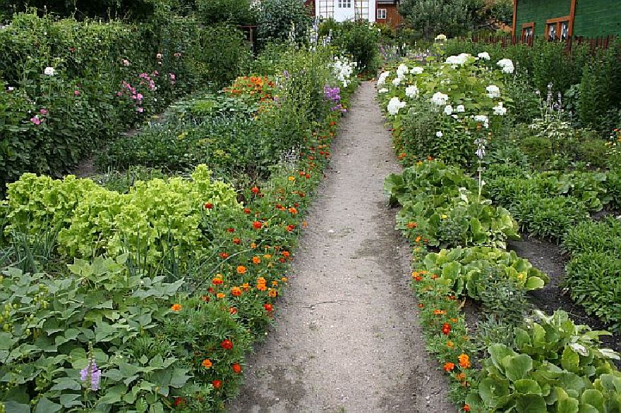 Im Gemüsegarten