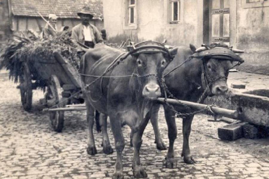 Bauernhöfe früher und heute - Eine Lerngeschichte der Hamsterkiste
