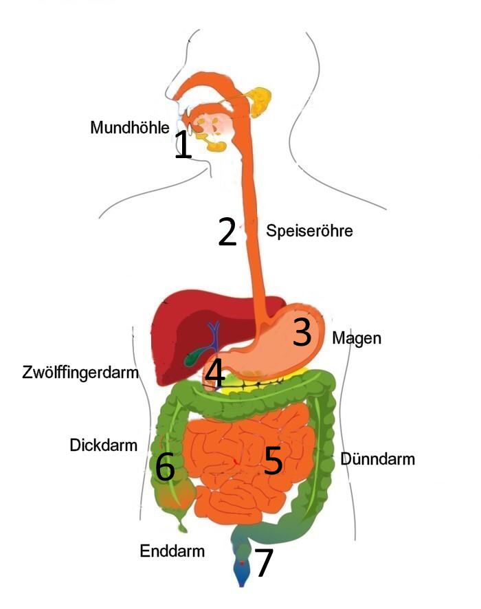 Vom Kauen und Verdauen Vom Kauen und Verdauen