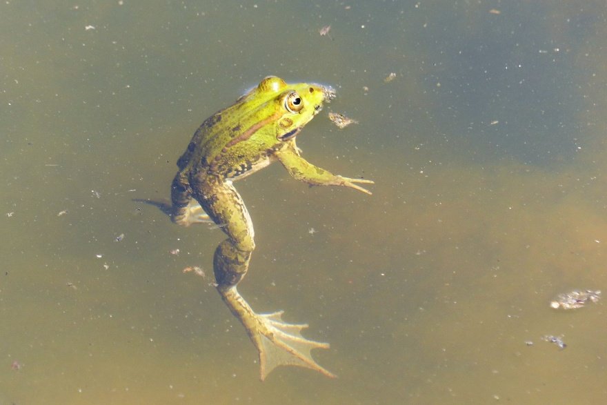 Wie Lange Können Frösche Unter Wasser Bleiben www.hamsterkiste.de