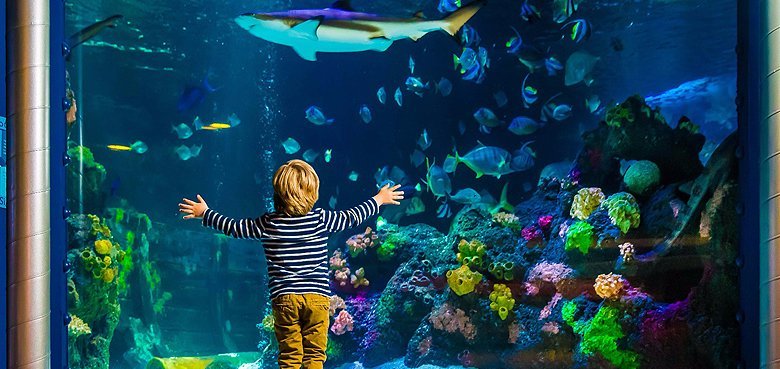 Tauchen Sie Ein In Die Unterwasserwelt Eine Reise Ins Londoner Sea Life Aquarium