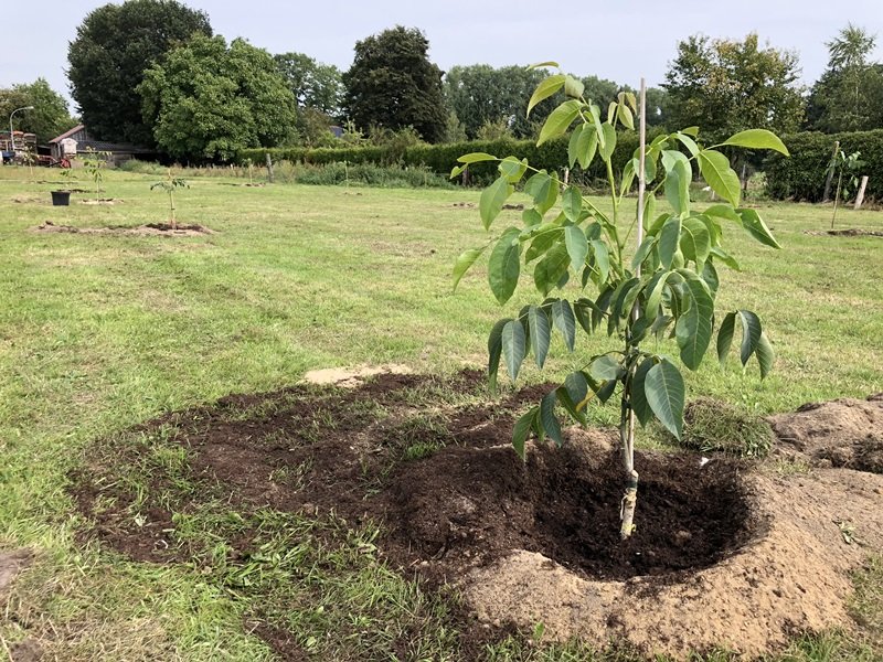 Veredelten Walnussbaum kaufen und pflanzen