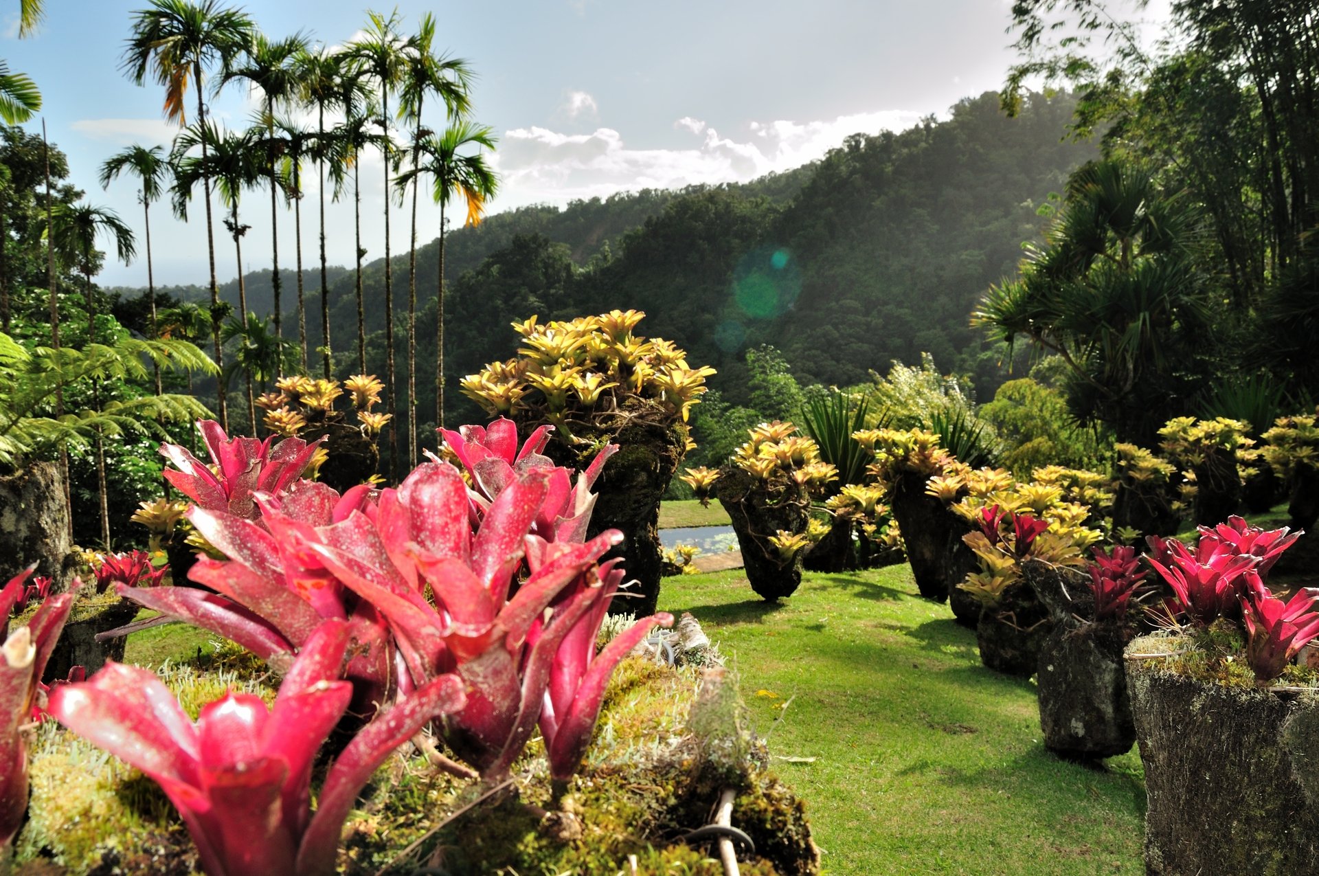 Martinique botanischer Garten Jardin de Balata