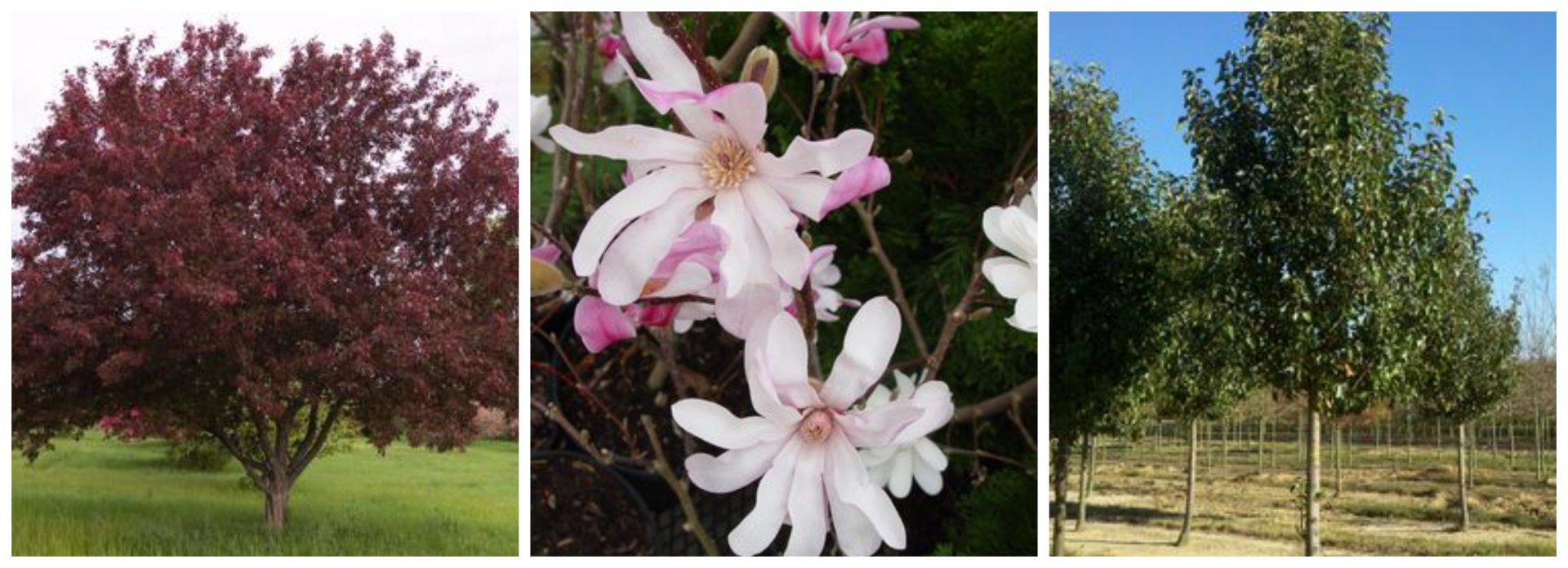 Trees & Shrubs Hopewell Junction, NY Sabellico Greenhouses & Florist