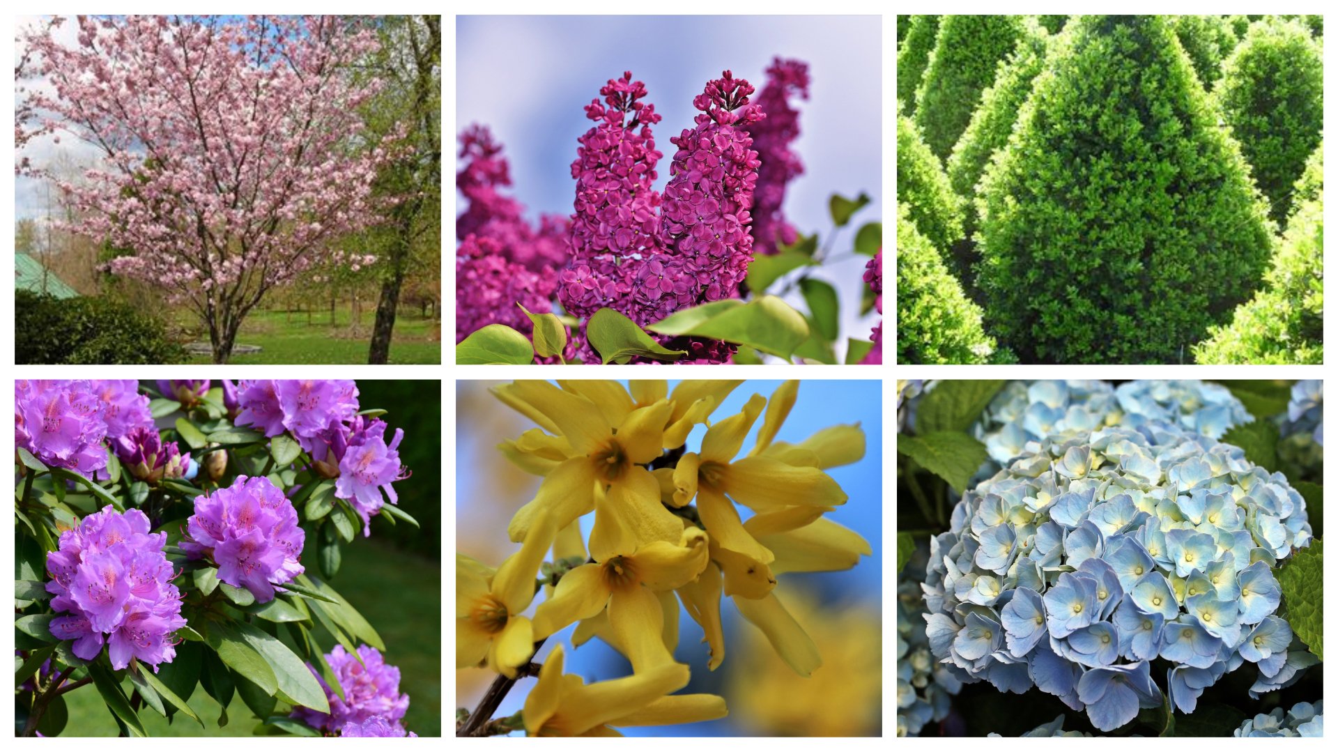 Trees & Shrubs Hopewell Junction, NY Sabellico Greenhouses & Florist