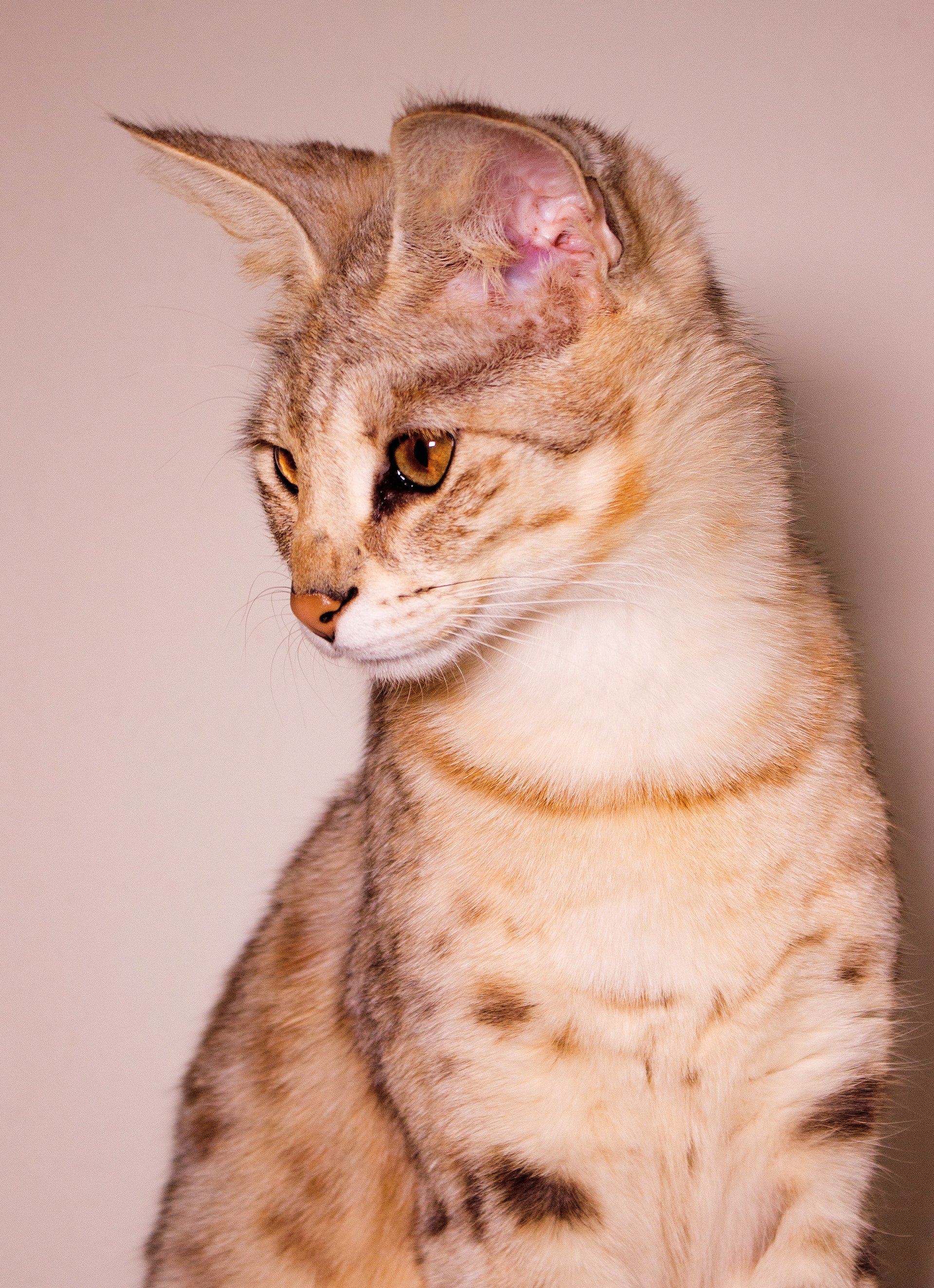 Savannah Katzen Zucht F1F5 Kitten, Savannahkatze,
