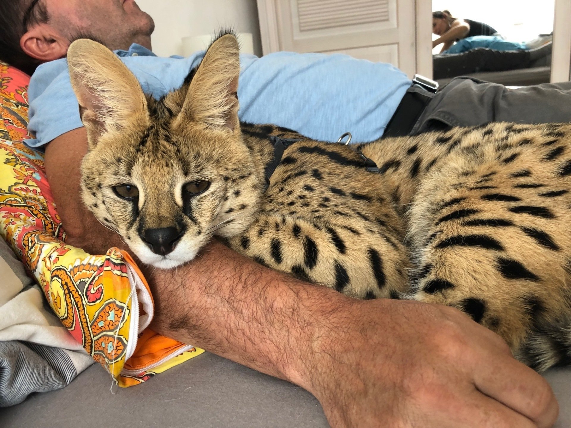 Savannah Katzen Zucht F1F5 Kitten, Savannahkatze,