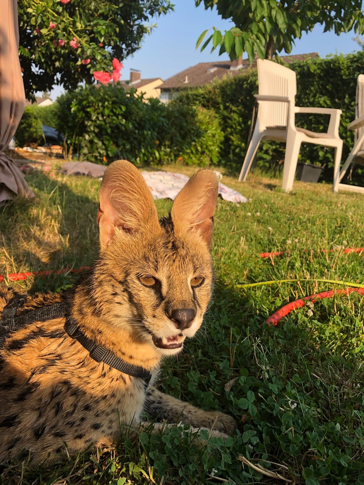Savannah Katzen Zucht F1F5 Kitten, Savannahkatze,