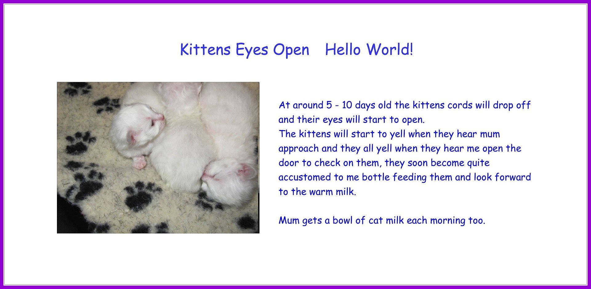 Kendalian Birmans - Birman Cat Breeder UK - Eyes start to open