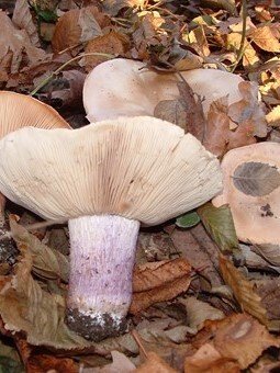 Pilzberatungsstelle Thüringen und Sachsen Anhalt mobil und stationär