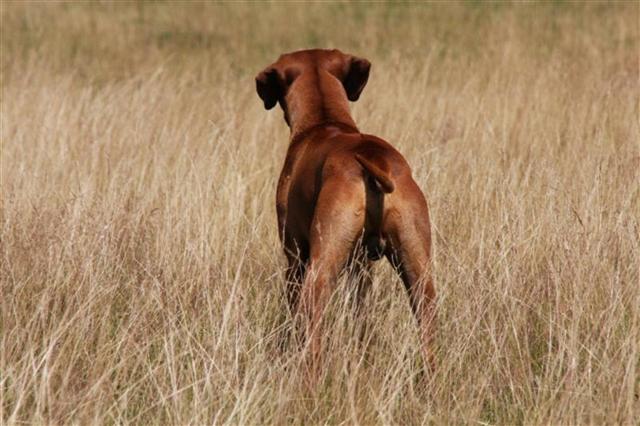 Kastration des Rüden Ja oder Nein!