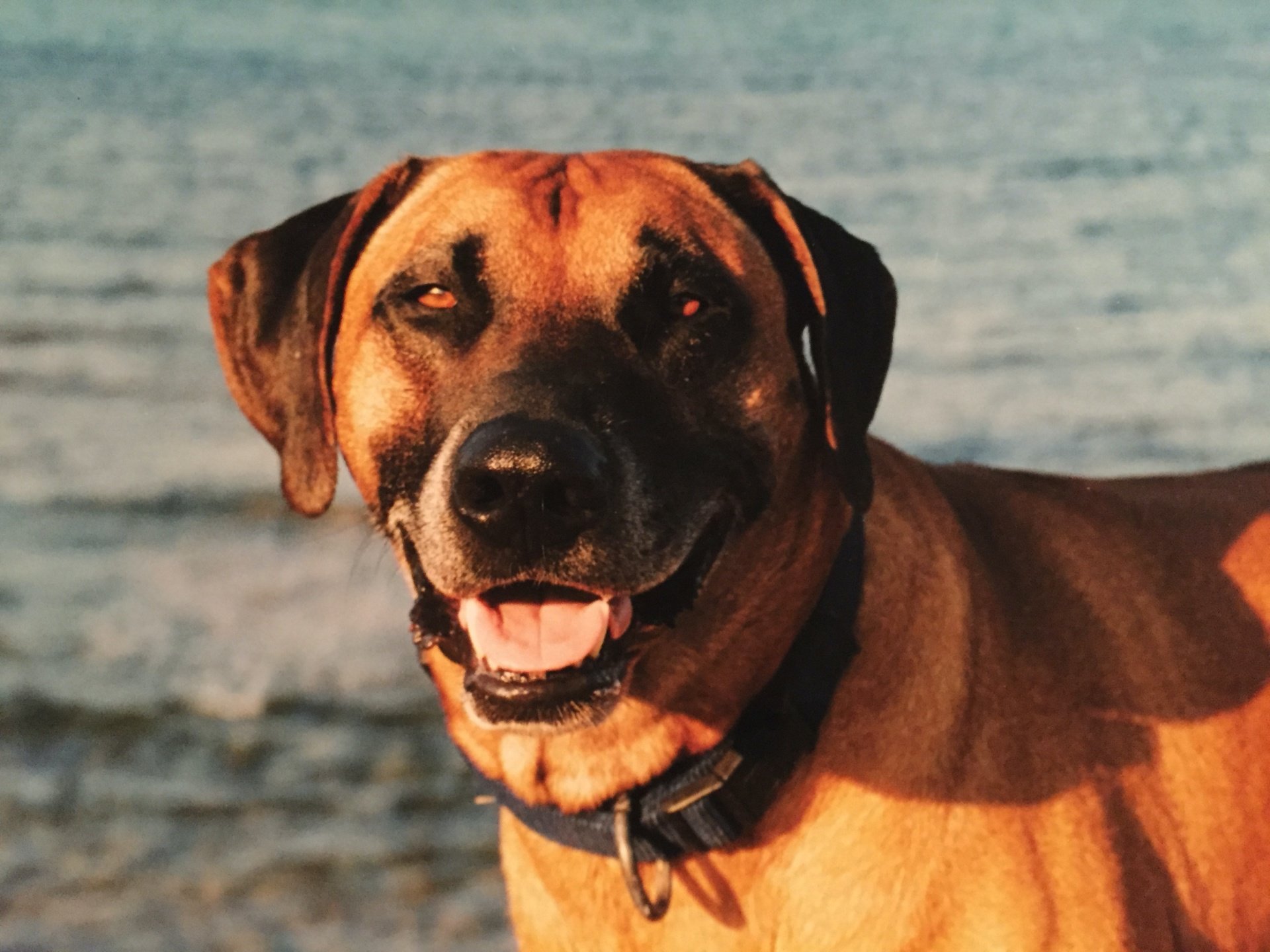 Rhodesian Ridgeback Kennel Moyo Wa Simba