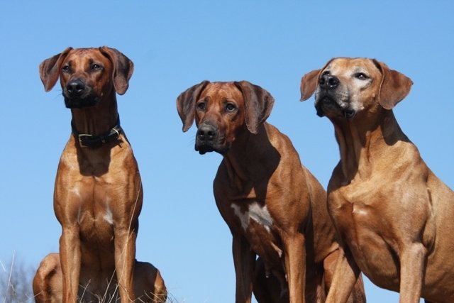 Kastration der Hündin? Ja oder Nein?