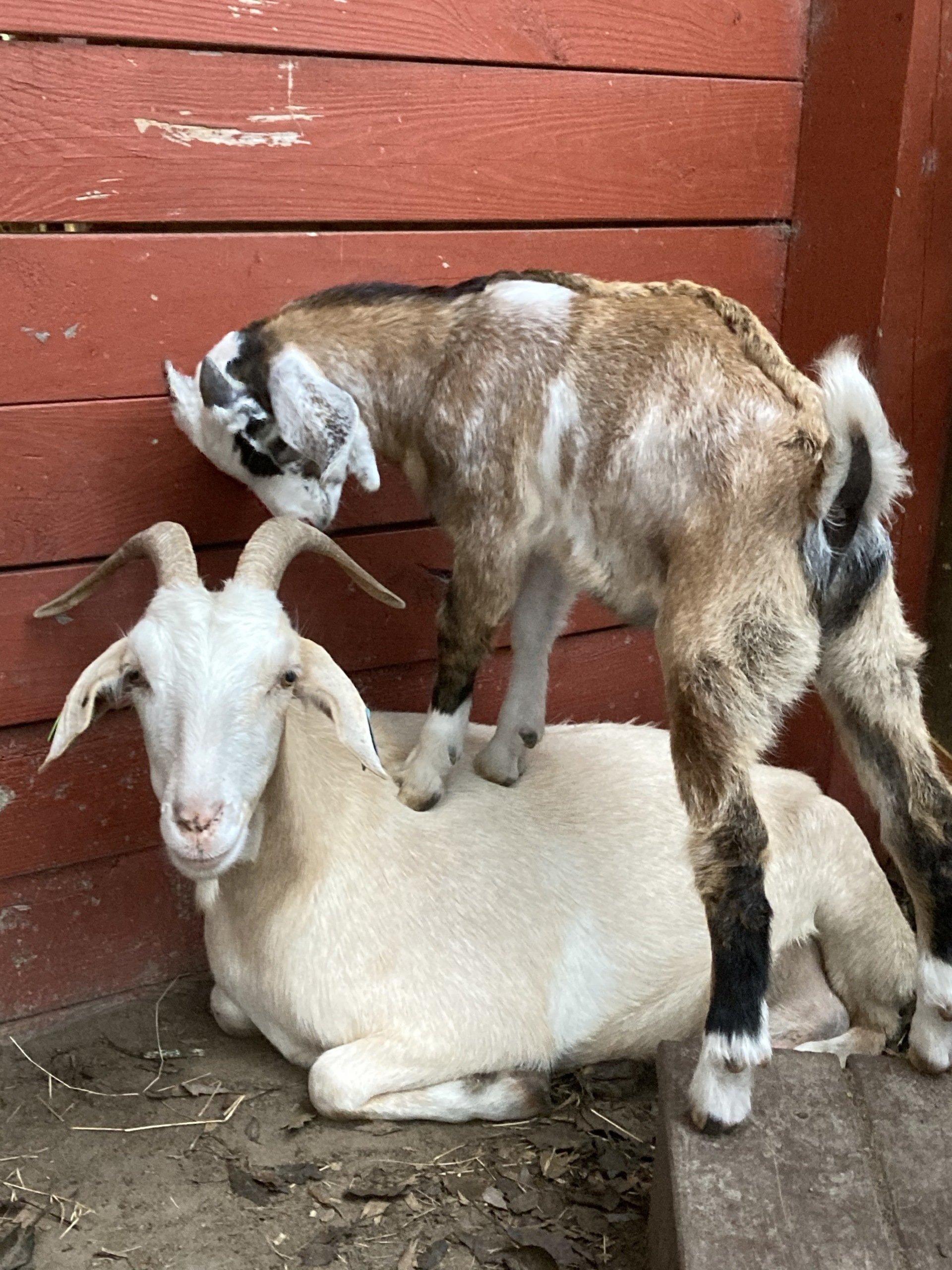 Goats For Sale In Ga Craigslist - qd6i90x