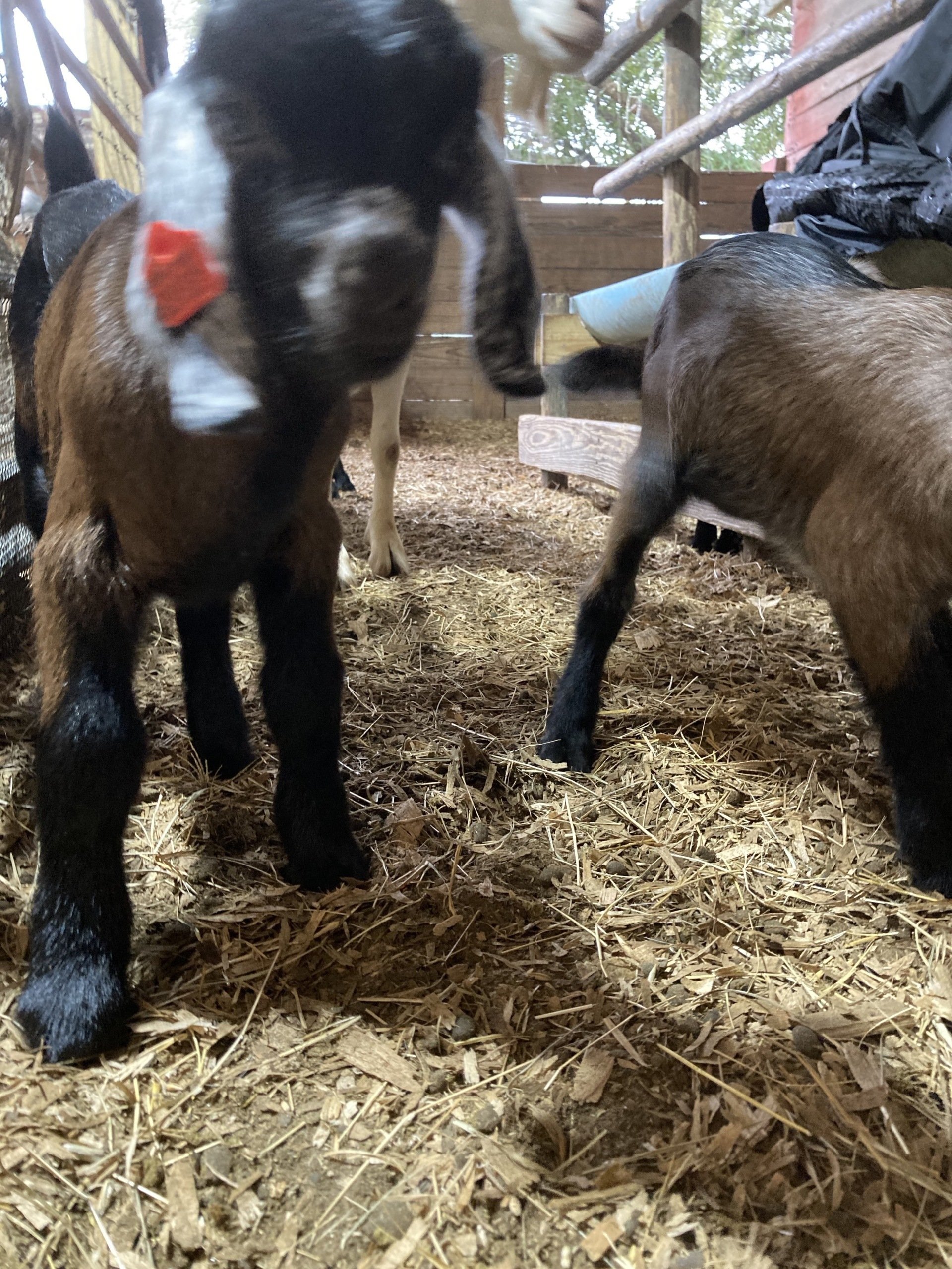 Goats For Sale In Ga Craigslist - vt39h3b