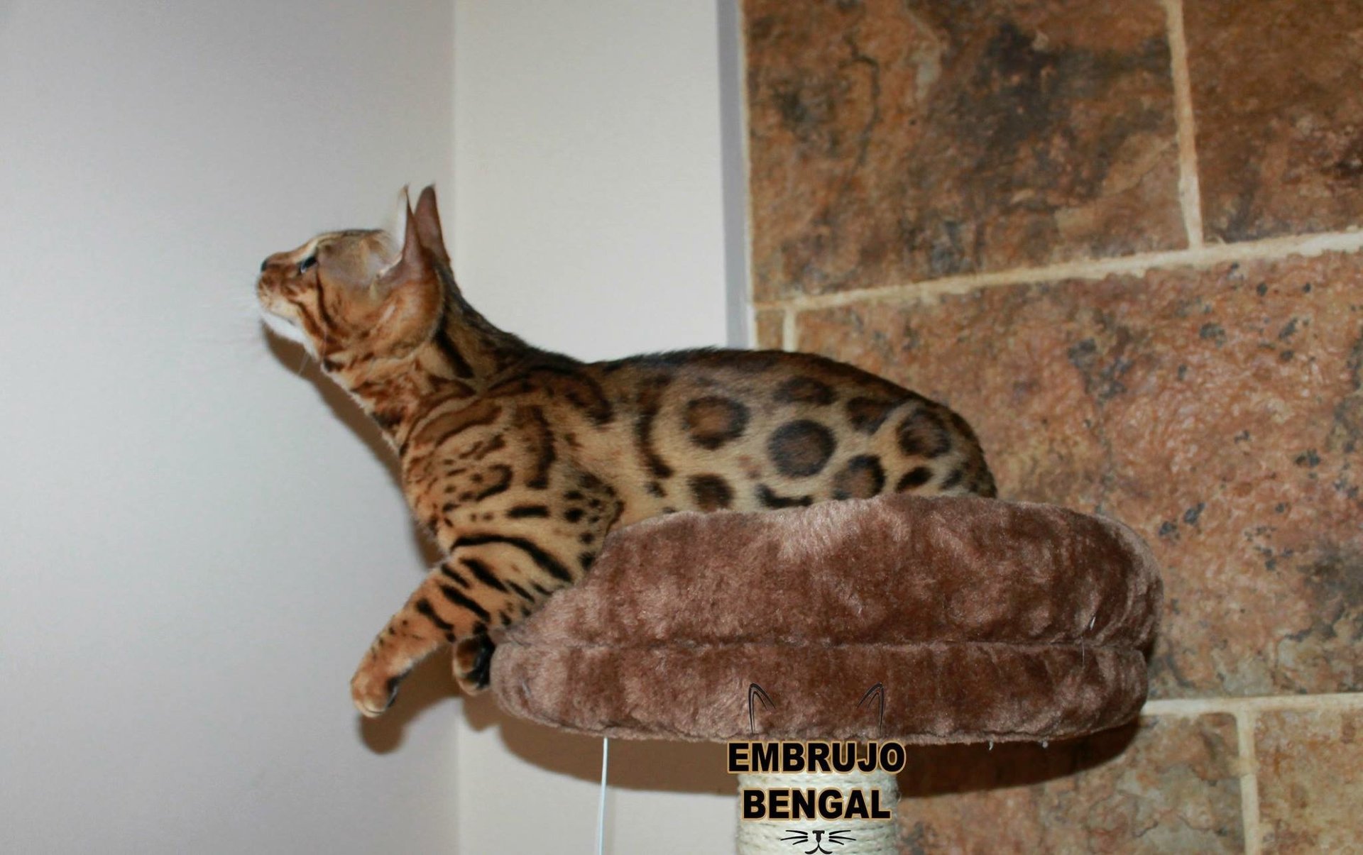 Hembras del criadero Embrujo Bengal