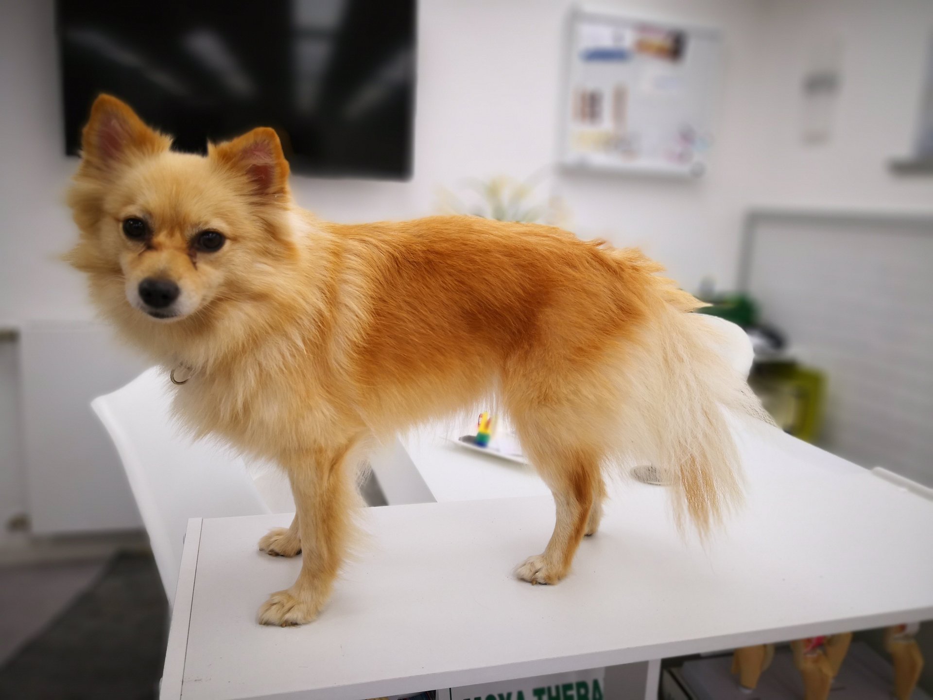Was ist eine Wasserrute beim Hund