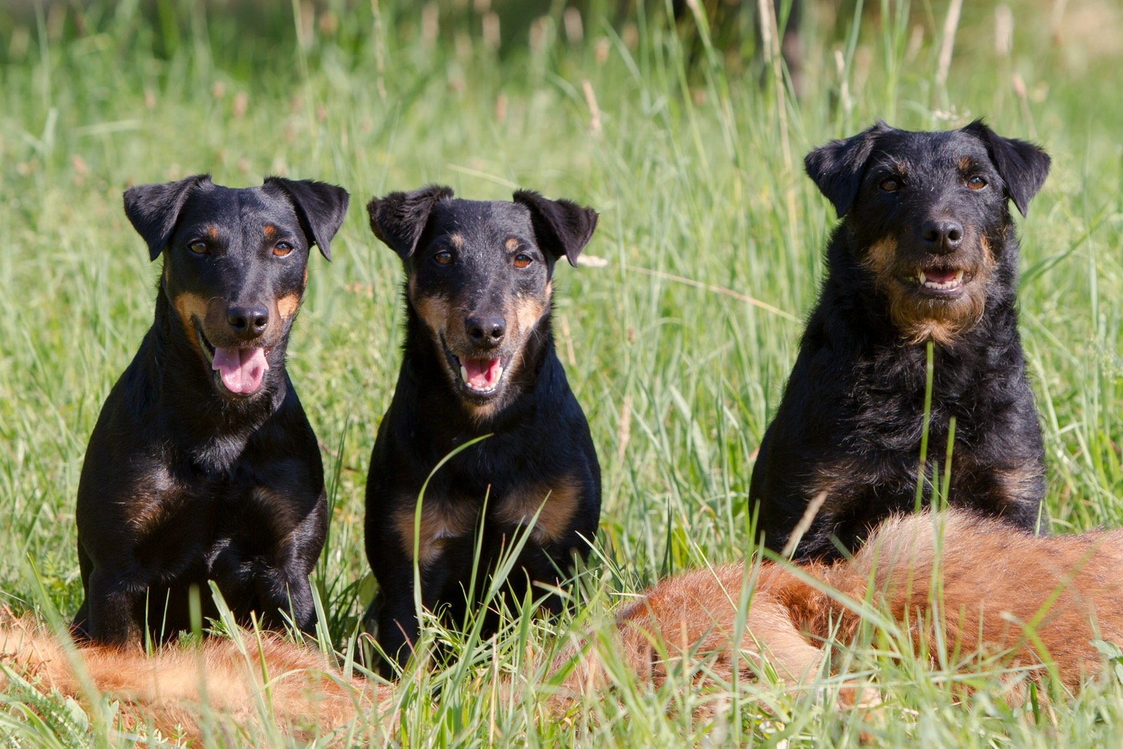 Deutsch Drahthaar & Deutsche Jagdterrier vom Büchelbach