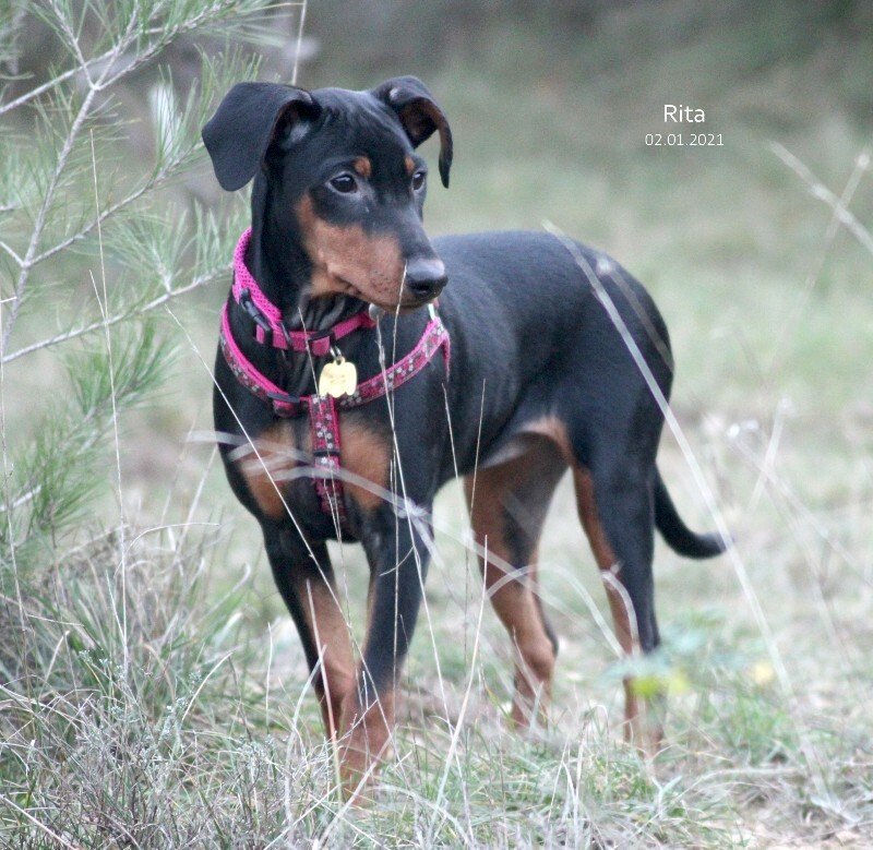 Pinscher Allemand.. une race "particulière"