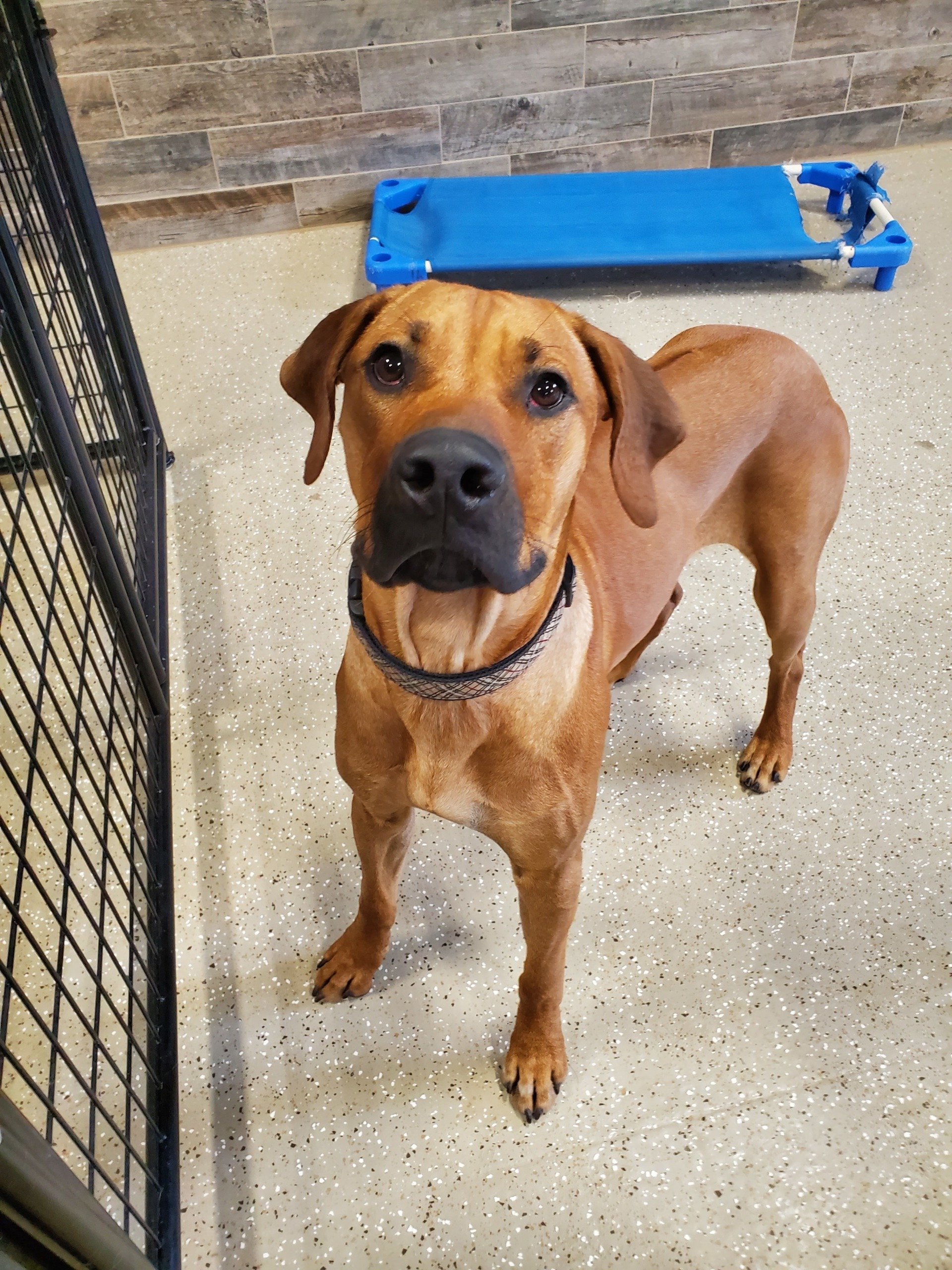 Waggin' Tails Retreat