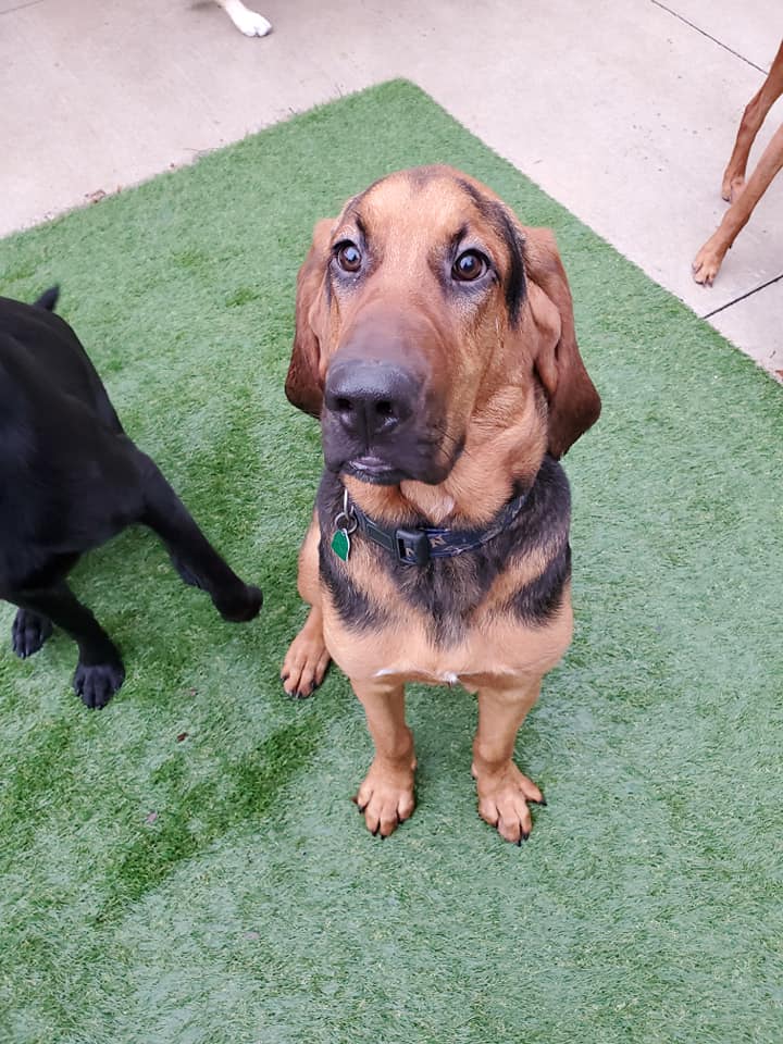 Waggin' Tails Retreat