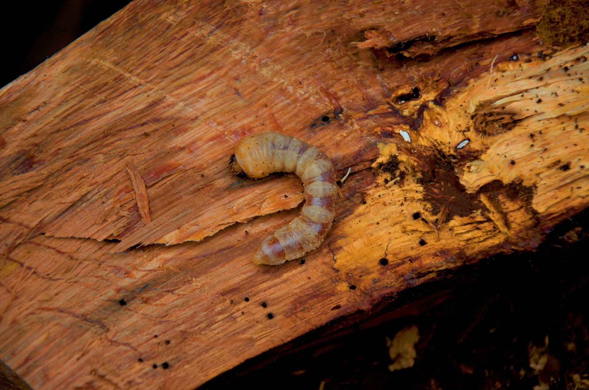 Pictures Of Wood Boring Insects – BZLU