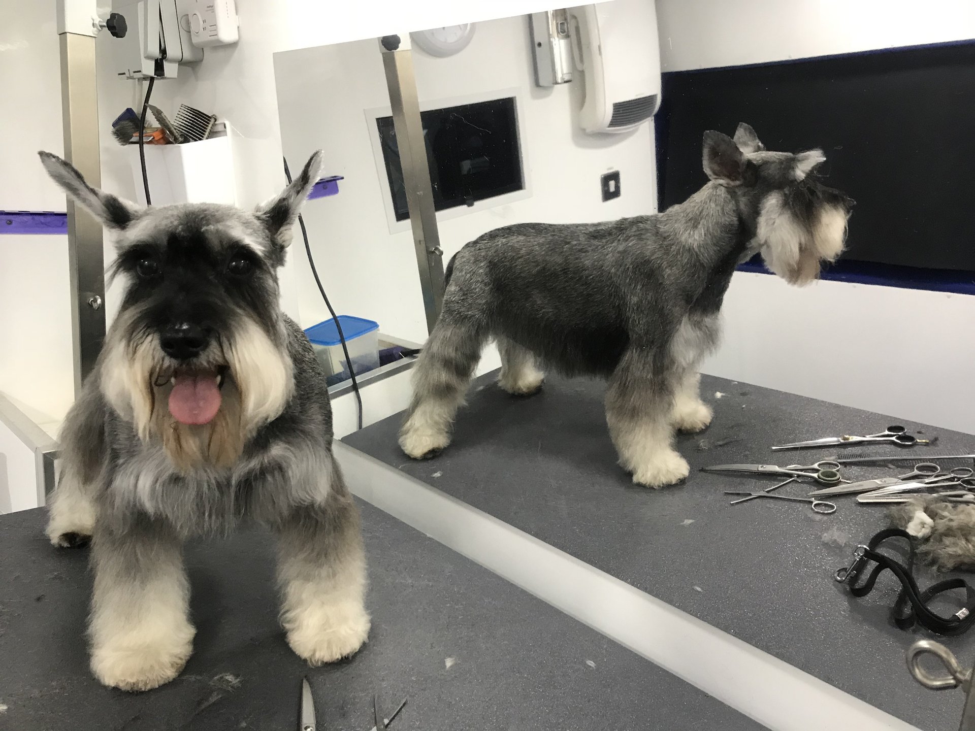 Blue Dog Mobile Grooming